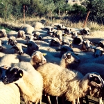 Greek Sheep Crossing
