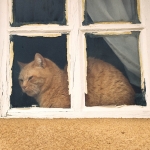 Ledoux Street Cat