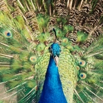 Peacock at Los Pablanos