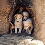 Pueblo Pups