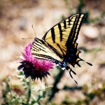 Tiger Swallowtail