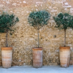Cretan Olive Trees