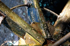 Reflections and Abstracts