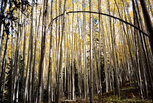 Abundance of Aspens