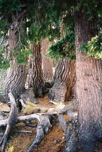 Forest for the Trees