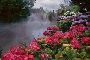 Steamy Hydrangeas