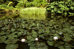 Water Lily Pond